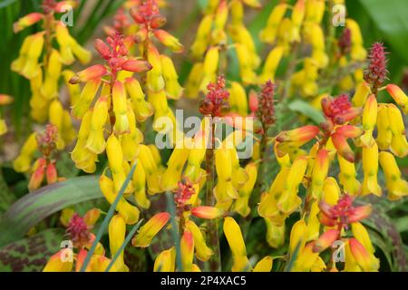 Lachenalia tricolor Frangie ou cape Cowslip, en fleur. Banque D'Images