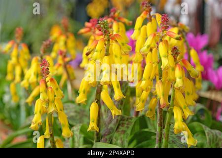 Lachenalia tricolor Frangie ou cape Cowslip, en fleur. Banque D'Images