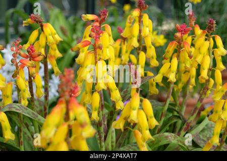 Lachenalia tricolor Frangie ou cape Cowslip, en fleur. Banque D'Images