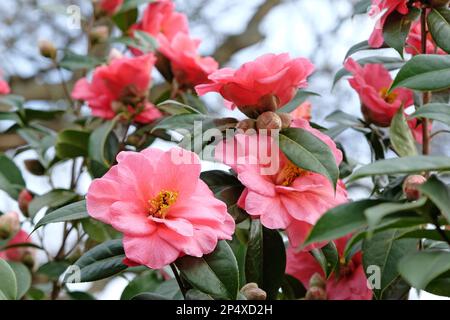 Double Camellia japonica en fleur. Banque D'Images