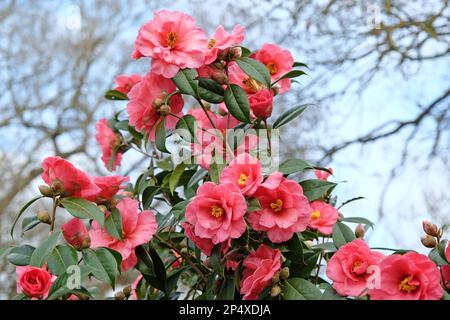 Double Camellia japonica en fleur. Banque D'Images