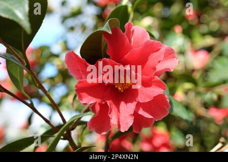 Camellia simple 'Freedom Bell' en fleur. Banque D'Images