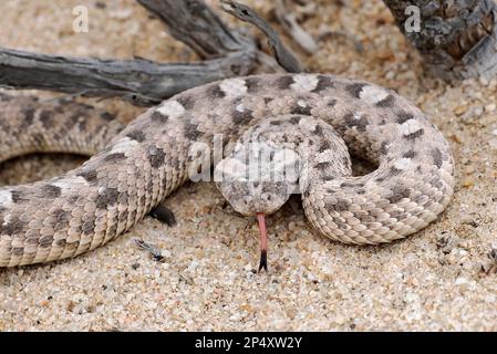 Serpent d'Adder à cornes (Bitis caudalis) en posture agressive sur sol sablonneux, langue étendue, Namibie, janvier Banque D'Images