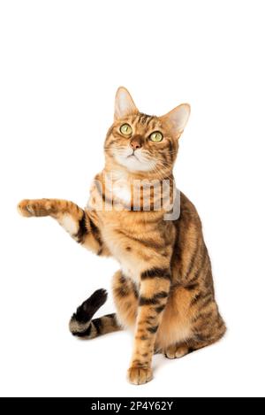 Chat Bengale avec patte surélevée isolée sur fond blanc. Banque D'Images