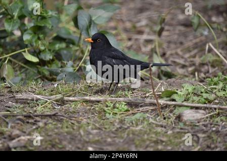 Homme Common Blackbird (Turdus merula) debout sur le sol en profil gauche avec la tête inclinée à la caméra, pris au Royaume-Uni en février Banque D'Images