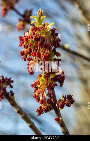 Acer negundo, Eder Box, boxelder, frêne et frêne d'érable, Manitoba, elf, inflorescences mâles d'érable à feuilles cendrées et fleurs sur la branche extérieure. Ressort da Banque D'Images