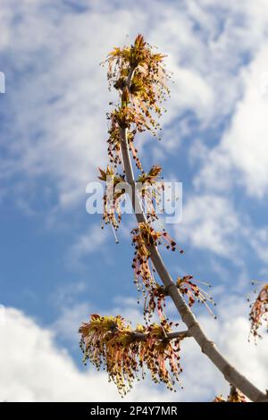 Jeunes feuilles d'érable au printemps, nom commun comme Acer est un genre d'arbres et d'arbustes. Acer pseudoplatanus, ou Acer platanoides, le speci d'érable le plus commun Banque D'Images