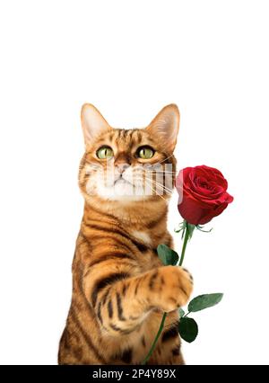 Chat au gingembre avec fleur de rose dans la patte isolée sur fond Banque D'Images