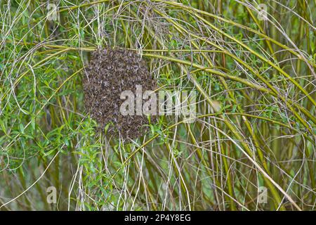 Honigbiene, Bienenschwarm, Schwarm, Volk schwärmt aus, Bienenvolk, Honig-Biene, Europäische Honigbiene, Westliche Honigbiene, Bienen, API mell Banque D'Images