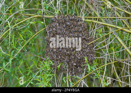Honigbiene, Bienenschwarm, Schwarm, Volk schwärmt aus, Bienenvolk, Honig-Biene, Europäische Honigbiene, Westliche Honigbiene, Bienen, API mell Banque D'Images
