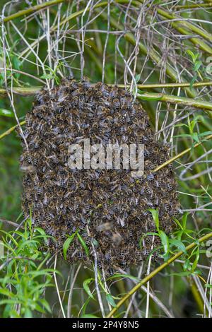 Honigbiene, Bienenschwarm, Schwarm, Volk schwärmt aus, Bienenvolk, Honig-Biene, Europäische Honigbiene, Westliche Honigbiene, Bienen, API mell Banque D'Images