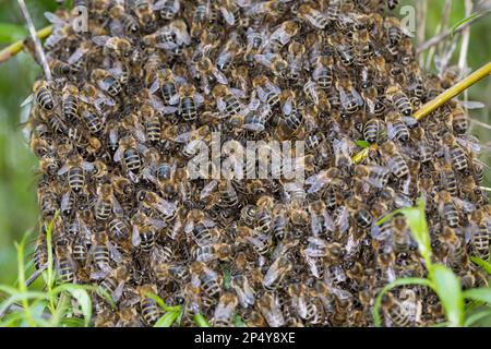 Honigbiene, Bienenschwarm, Schwarm, Volk schwärmt aus, Bienenvolk, Honig-Biene, Europäische Honigbiene, Westliche Honigbiene, Bienen, API mell Banque D'Images