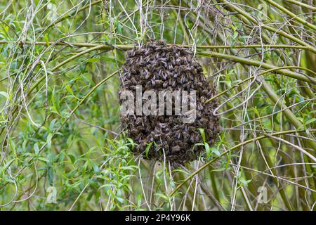 Honigbiene, Bienenschwarm, Schwarm, Volk schwärmt aus, Bienenvolk, Honig-Biene, Europäische Honigbiene, Westliche Honigbiene, Bienen, API mell Banque D'Images