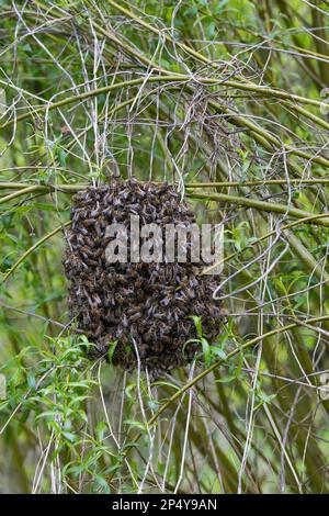 Honigbiene, Bienenschwarm, Schwarm, Volk schwärmt aus, Bienenvolk, Honig-Biene, Europäische Honigbiene, Westliche Honigbiene, Bienen, API mell Banque D'Images