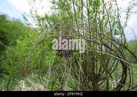 Honigbiene, Bienenschwarm, Schwarm, Volk schwärmt aus, Bienenvolk, Honig-Biene, Europäische Honigbiene, Westliche Honigbiene, Bienen, API mell Banque D'Images