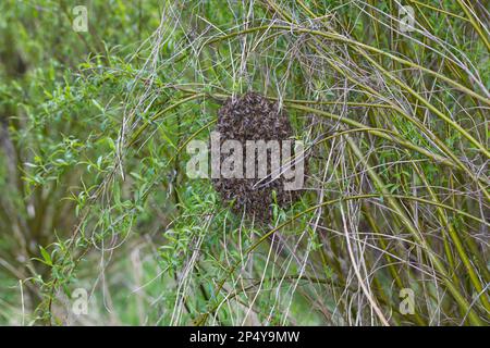 Honigbiene, Bienenschwarm, Schwarm, Volk schwärmt aus, Bienenvolk, Honig-Biene, Europäische Honigbiene, Westliche Honigbiene, Bienen, API mell Banque D'Images