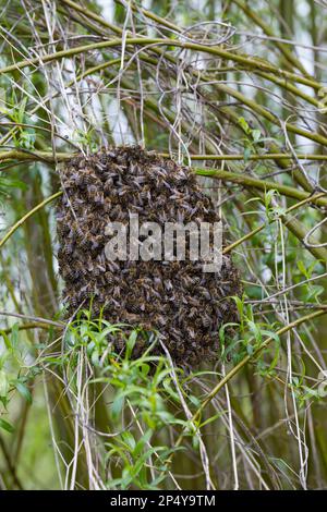 Honigbiene, Bienenschwarm, Schwarm, Volk schwärmt aus, Bienenvolk, Honig-Biene, Europäische Honigbiene, Westliche Honigbiene, Bienen, API mell Banque D'Images