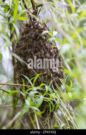 Honigbiene, Bienenschwarm, Schwarm, Volk schwärmt aus, Bienenvolk, Honig-Biene, Europäische Honigbiene, Westliche Honigbiene, Bienen, API mell Banque D'Images