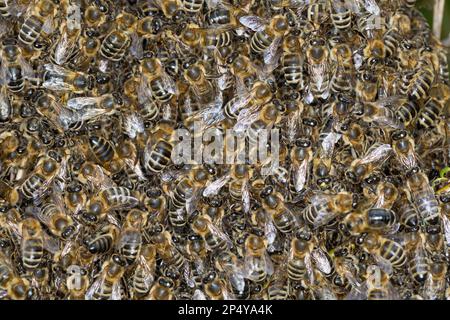 Honigbiene, Bienenschwarm, Schwarm, Volk schwärmt aus, Bienenvolk, Honig-Biene, Europäische Honigbiene, Westliche Honigbiene, Bienen, API mell Banque D'Images