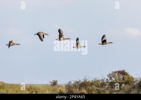 Bernaches graylag (Anser anser) en vol au-dessus de Juist, îles de la Frise orientale, Allemagne. Banque D'Images