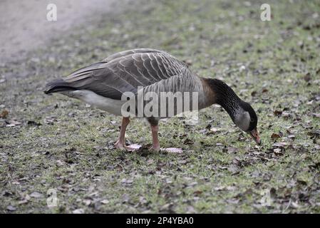 Bernache du Canada x OIE des Graylag (Branta canadensis x Anser anser) debout sur une herbe courte, un pied devant l'autre, Beak à terre, prise au Royaume-Uni Banque D'Images