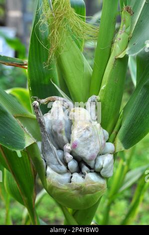 Plante de maïs malade affectée par le champignon Ustilago zeae Unger Banque D'Images