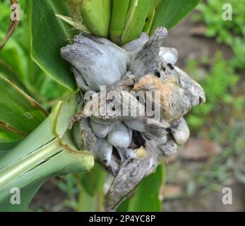 Plante de maïs malade affectée par le champignon Ustilago zeae Unger Banque D'Images