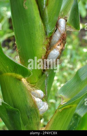 Plante de maïs malade affectée par le champignon Ustilago zeae Unger Banque D'Images