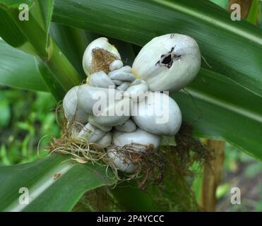 Plante de maïs malade affectée par le champignon Ustilago zeae Unger Banque D'Images