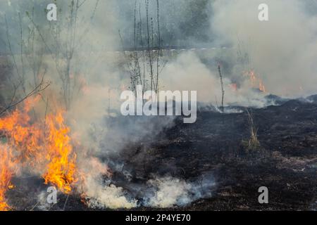 Brûler de l'herbe sèche dans le jardin. Faming d'herbe sèche sur un champ. Feu de forêt. Le champ de chaume est brûlé par l'agriculteur. Incendie sur le terrain. Banque D'Images