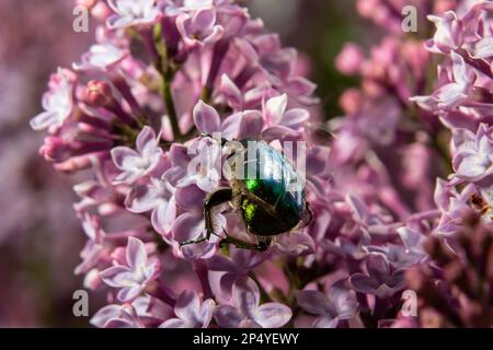 Le bronze doré, Cetonia aurata, est une espèce de bronze ailé de la sous-famille des bronzes, Cetoniinae. Le scarabée de bronze recueille le nectar et le pollen de la flo Banque D'Images