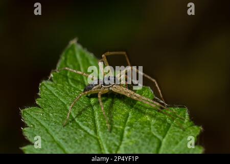 Araignée de crabe de course mâle adulte de la famille des Philodromidae. Banque D'Images