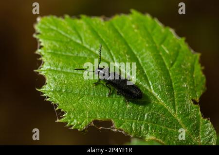 Gros plan sur une feuille, le coléoptère malachite, Malachius bipustulatus, les coléoptères de la famille des fleurs à ailes douces, Melyridae. Jardin hollandais. Printemps, mai. Banque D'Images