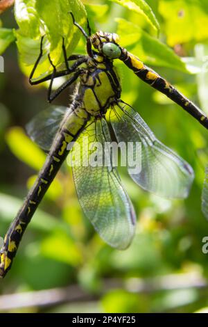Deux libellules Gomphus vulgattissimus mate, été, jour ensoleillé, environnement naturel. Banque D'Images