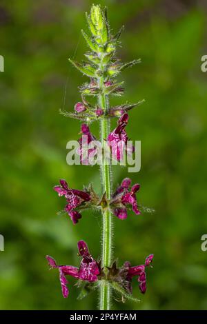 Fleur sauvage en fleur appelée hedge Woundwort, Whitespot Stachys sylvatica. Banque D'Images