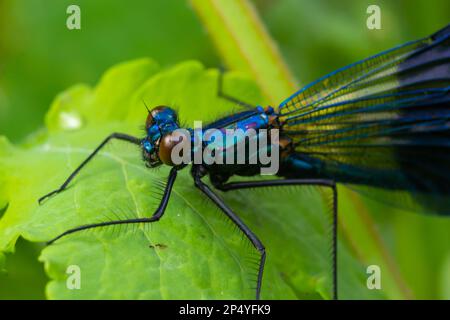 Bande demoiselle, Calopteryx splendens, assis sur une lame d'herbe. Belle demoiselle bleue dans son habitat. Portrait d'insecte avec dos vert doux Banque D'Images