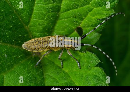 Gros plan sur le coléoptère doré de longhorn, Agapanthia villosoviridescens assis sur une feuille. Banque D'Images