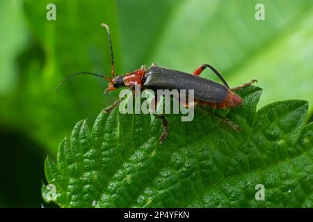 Le scarabée cantharis fusca se trouve sur une feuille d'herbe au début de l'été. Banque D'Images