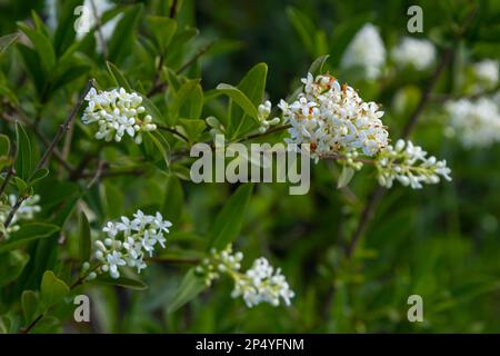 Ligustrum vulgare plante à fleurs blanches sauvage d'europe privée, groupe de fleurs parfumées en fleur sur branches d'arbustes, feuilles vertes. Banque D'Images