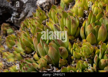 Sempervivum tectorum, Houseleek commun. Plante vivace qui pousse en pot de fleur. Sempervivum dans la nature. Plante Liveforever, succulente. Banque D'Images