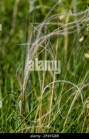 Herbe de plumes, Stipa pennata et l'herbe de fléole, Phleum pratense dans un pré de steppe. Banque D'Images