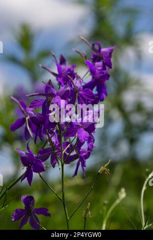 Consolia regalis, forking larkspur, roquette-larkspur, et champ larkspur pourpre petites fleurs sur le champ. Banque D'Images