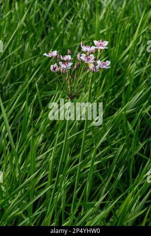 Gros plan de l'inflorescence semblable à un ombel de la ruée vers la floraison ou de la ruée vers l'herbe Butomus umbellatus en pleine floraison. Europe. Banque D'Images