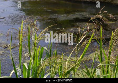 les mauvaises herbes dans le champ de paddy, se sélent sur le fond de la rivière lors d'une journée ensoleillée dans l'environnement naturel. Banque D'Images