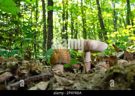 Deux jeunes champignons poussent dans les bois. Champignons comestibles Amanita rubescens.