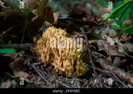 Les champignons de Ramaria stricta qui poussent dans la forêt. Ramaria stricta. Banque D'Images