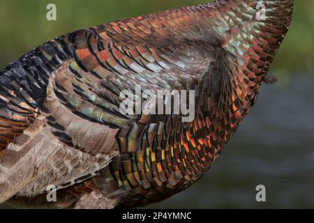 Östliches Truthuhn, Turquie sauvage de l'est, Meleagris gallopavo silvestris, Floride, États-Unis Banque D'Images
