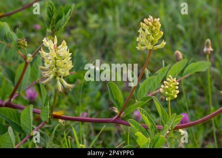 Astragalus Astragalus glycyphyllos pousse dans la nature. Banque D'Images