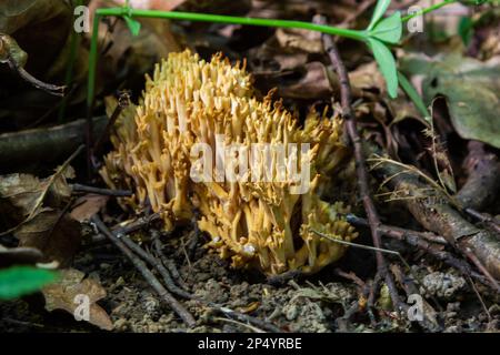 Les champignons de Ramaria stricta qui poussent dans la forêt. Ramaria stricta. Banque D'Images