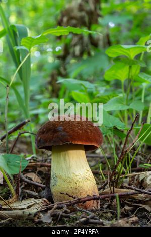 Exemple de boléte de baie - Imleria badia, syn.: Boletus badius, Xerocomus badius. Banque D'Images